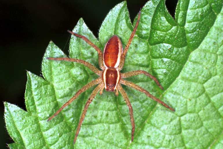 Dolomedes_fimbriatus_RF0727_Z_88_Les Gris_Frankrijk.jpg